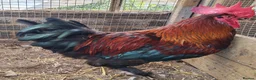 Chickens poultry for sale: Pure breed French copper black maran dark eggs - Advert 1
