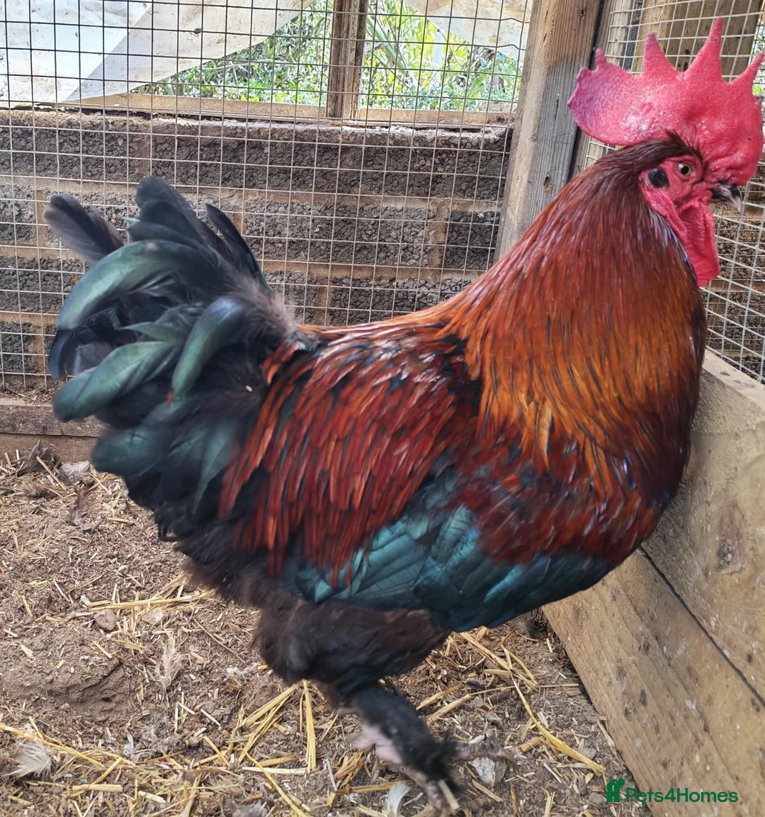 Chickens poultry for sale: Pure breed French copper black maran dark eggs - Advert 1