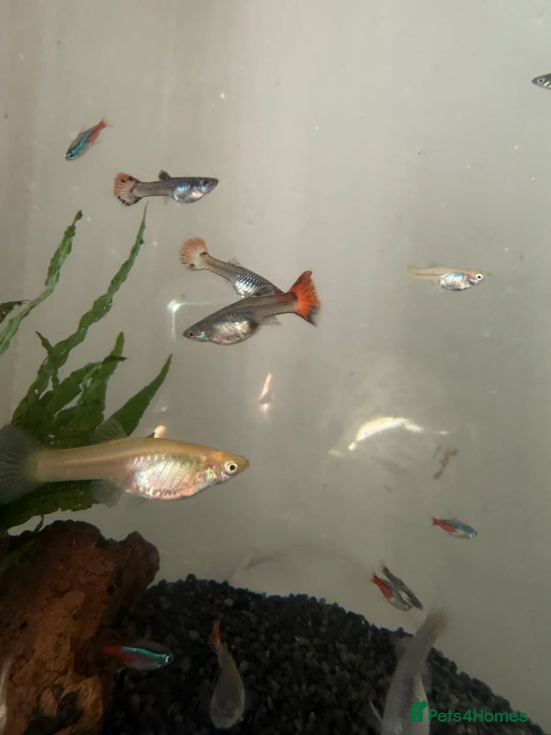 Other/Mixed Breed fish for sale: Standard & Endler guppies  in Manchester - Advert 4