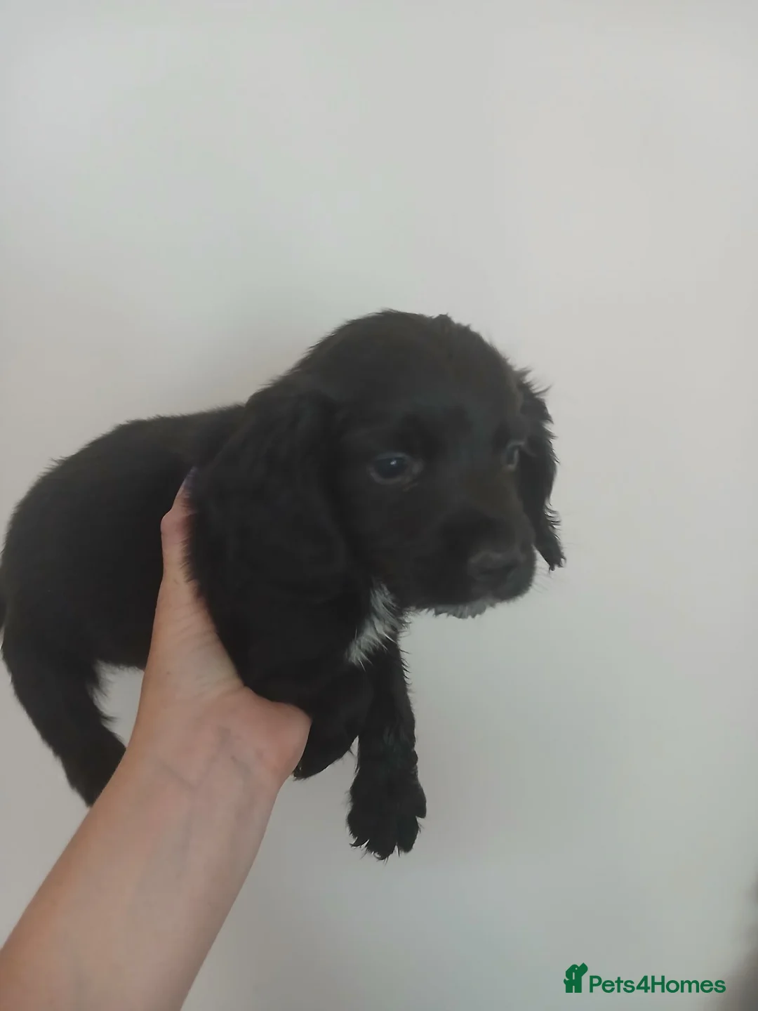 Cocker Spaniel dogs for sale: 8-week-old cocker spaniels - Advert 2