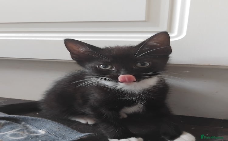 Mixed Breed cats - Advert 3