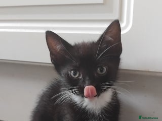 Mixed Breed cats - Advert 15