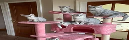 Egyptian Mau cats for sale: GCCF registered pedigree Egyptian Mau kittens - Advert 13