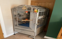 Conures birds for sale: Green cheek pineapple conure - Image 4