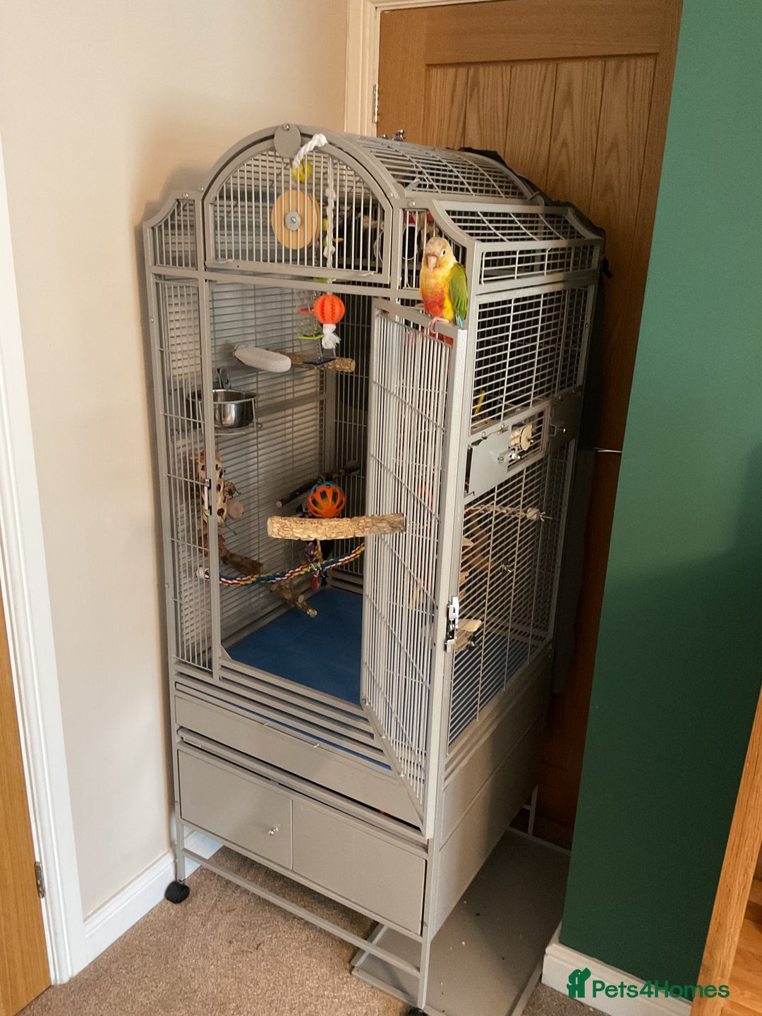 Conures birds for sale: Green cheek pineapple conure - Image 4