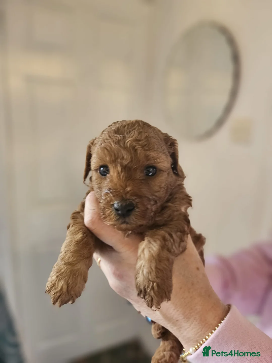 Mixed Breed dogs for sale: F1B Cockapoo Puppies – KC Toy Poodle Sired in Halifax - Advert 36