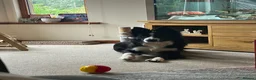 Border Collie dogs for sale: Male collie in Forfar - Advert 5
