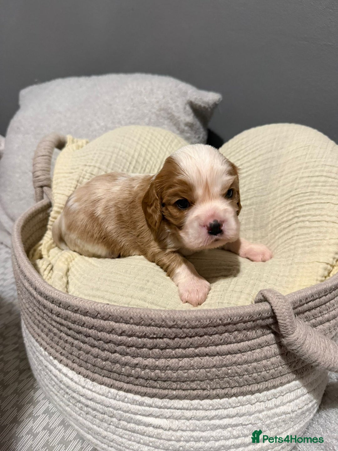 Cavalier King Charles Spaniel dogs for sale: Beautiful KC Registered Boy ✨ Health Tested ✨ - Advert 22