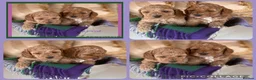 Cavapoo dogs for sale: Superior yankiedoodle American Cockerpoos🇺🇸f1b - Advert 6