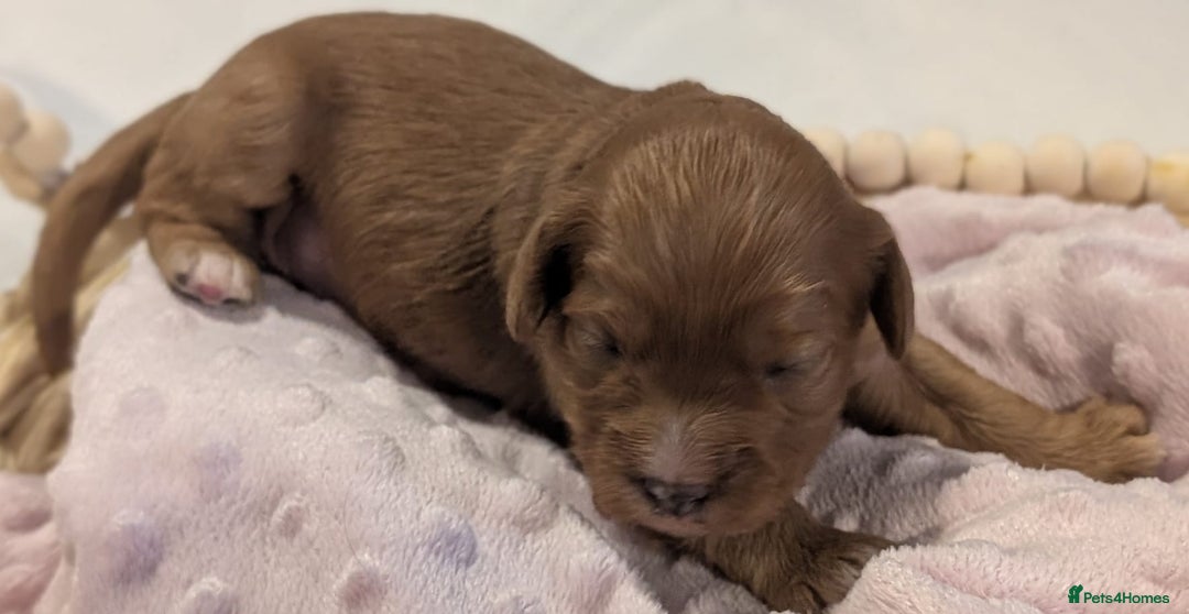 Cavapoo dogs for sale: Rare extensively health tested F1 cavapoos  - Image 21
