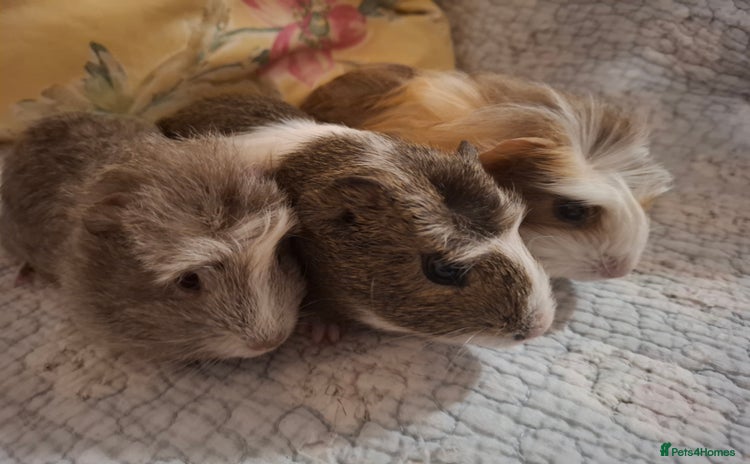 Guinea Pig rodents - Advert 4