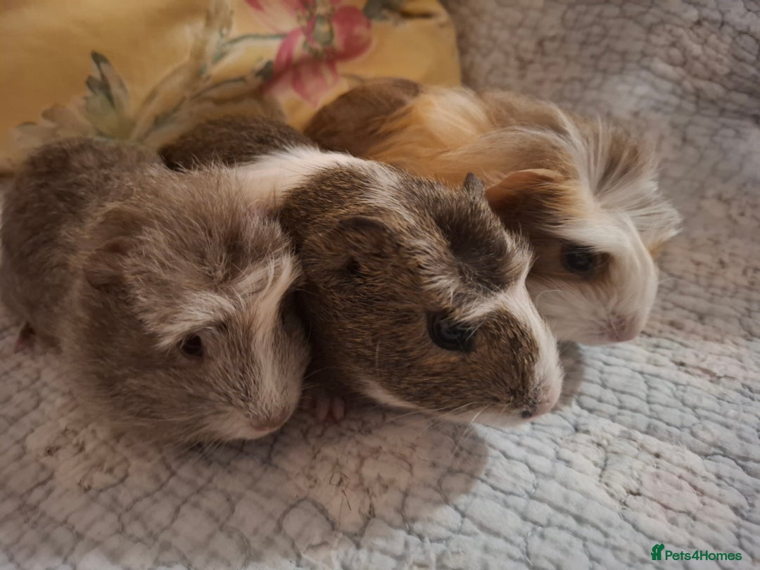 Guinea Pig rodents for sale: Lovely Male Baby Guinea-pigs Ready Now  - Image 1