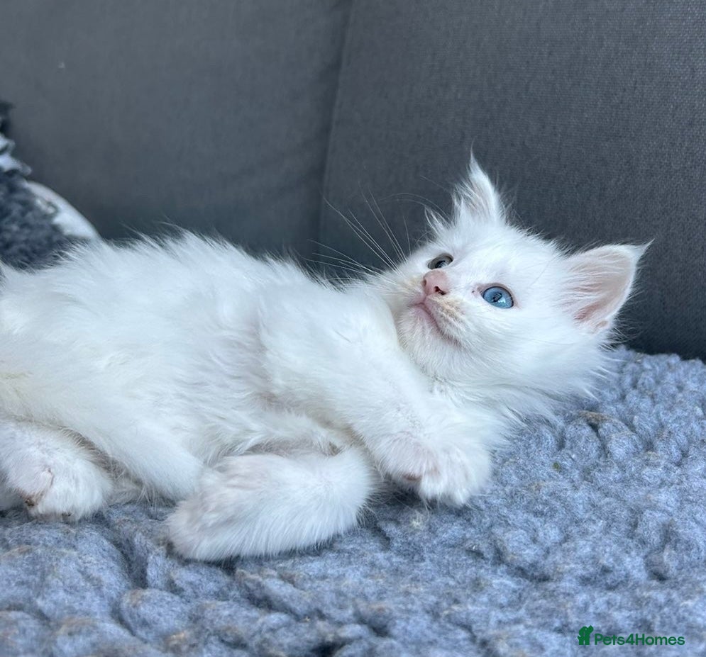 Maine Coon cats for sale: Maine coon kittens for sale. Some polydactyl.  in Trimdon Station - Advert 22