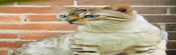 Bengal cats for stud: TICA Seal Lynx Snow Blue Eyed Bengal Stud in Thetford - Advert 2