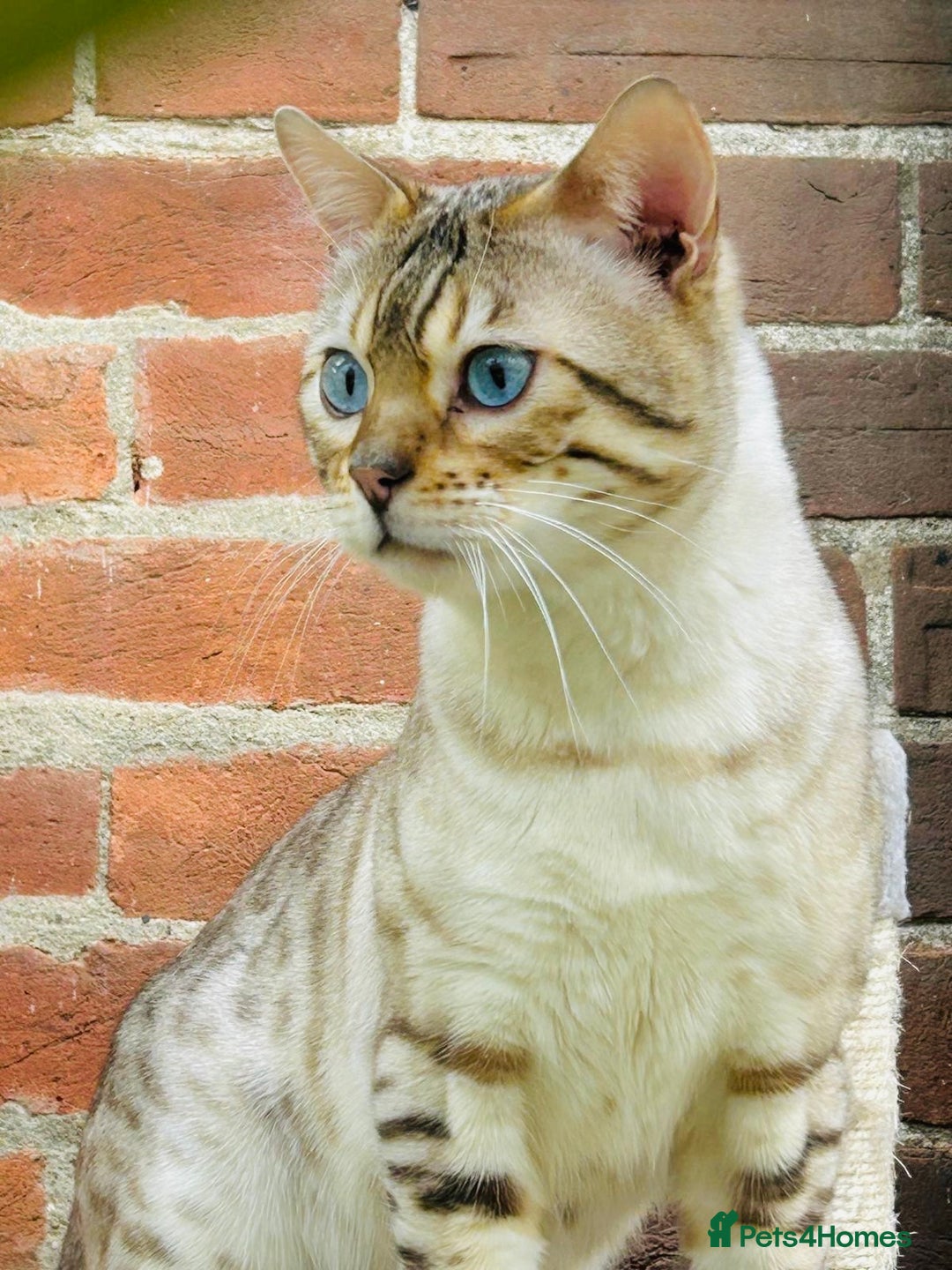 Bengal cats for stud: TICA Seal Lynx Snow Blue Eyed Bengal Stud in Thetford - Advert 2