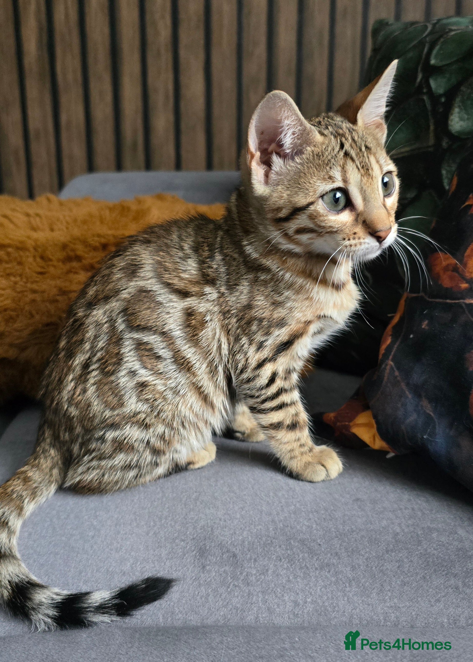 Bengal cats Just 2 girls left... Ready from 30th April - Advert 6