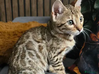 Bengal cats Just 2 girls left... Ready from 30th April - Advert 6