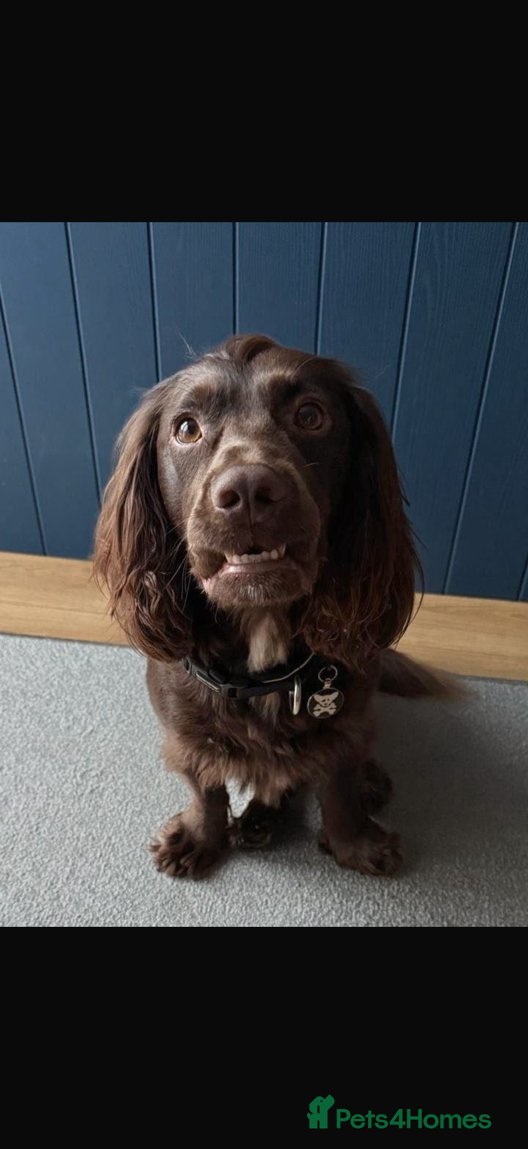 Cocker Spaniel dogs for stud: Working Cocker spaniel for stud  - Advert 3