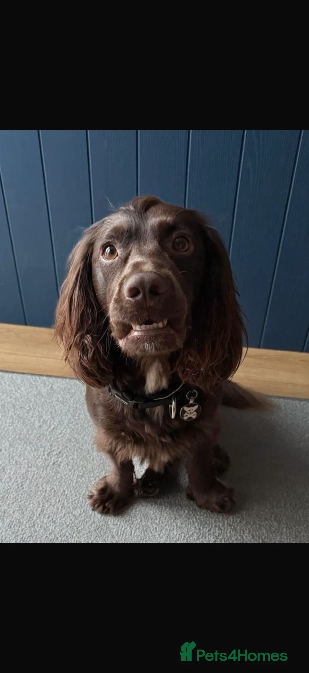 Cocker Spaniel dogs for stud: Working Cocker spaniel for stud  - Advert 3