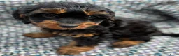 Cavapoo dogs for sale: Black and Tan Cavapoos - Advert 15