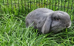 Mini Lop rabbits for sale: 💫💫💖Mini lop🐰🐰🐇🐇 - Image 6