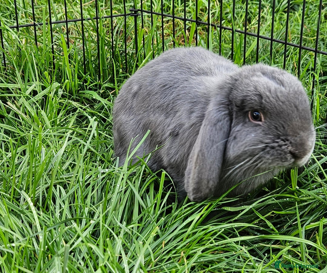 Mini Lop rabbits for sale: 💫💫💖Mini lop🐰🐰🐇🐇 - Image 6