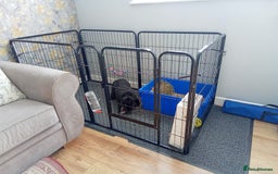 English Lop rabbits for sale: English Lop - Image 2