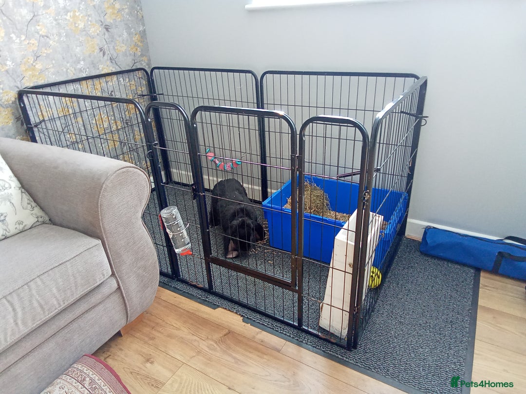 English Lop rabbits for sale: English Lop - Image 2
