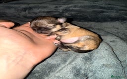 Chihuahua dogs for sale:  **  CHIHUAHUAS  - Advert 3