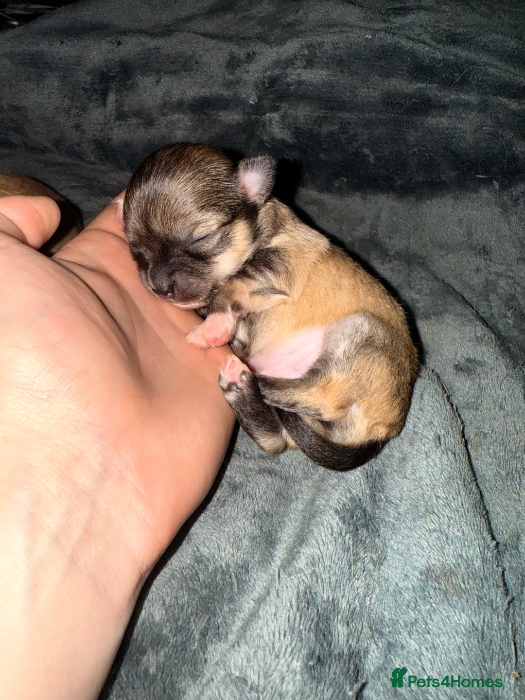 Chihuahua dogs for sale:  **  CHIHUAHUAS  - Advert 3