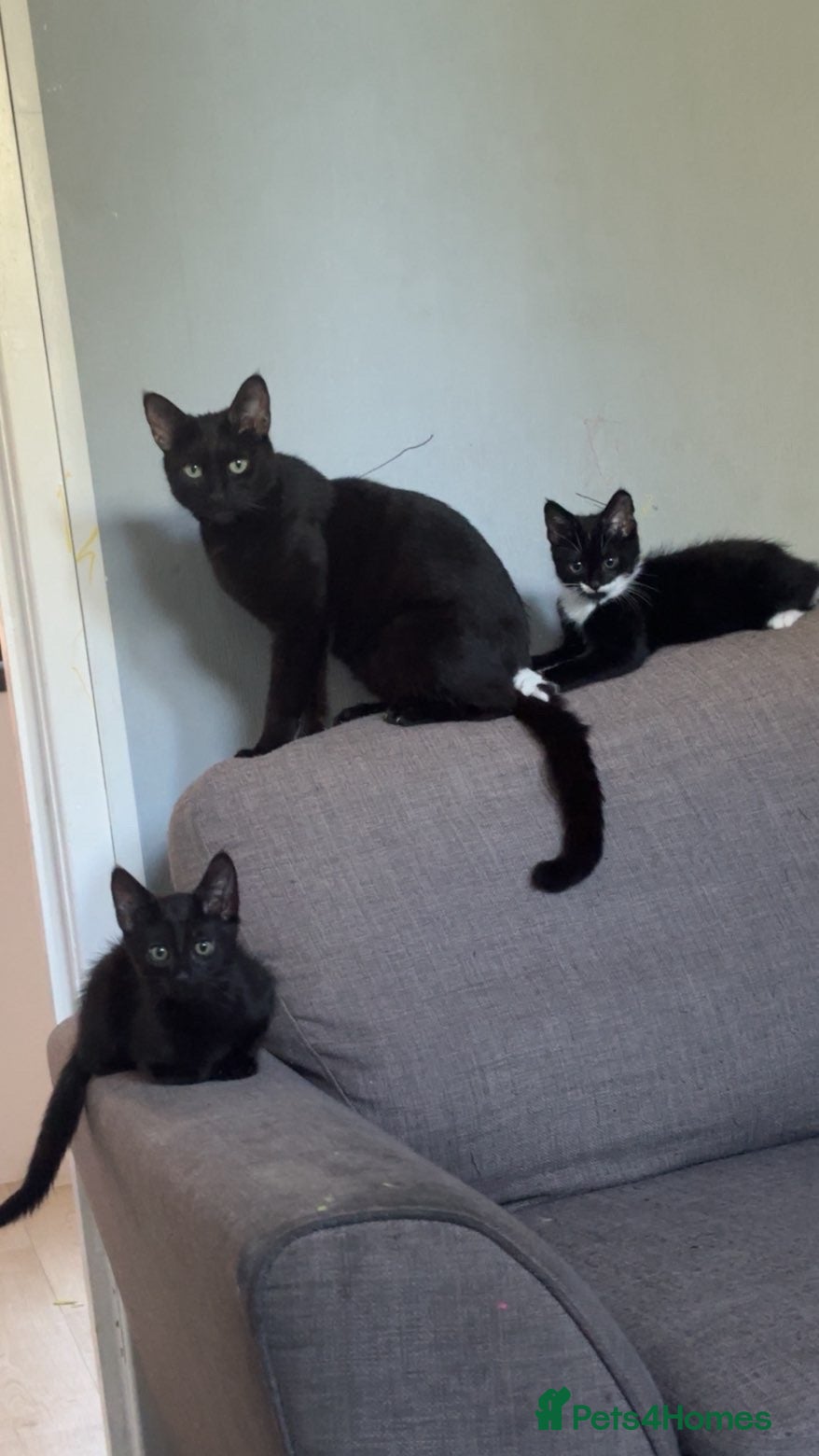 Mixed Breed cats Two kittens and mother cat - Advert 1