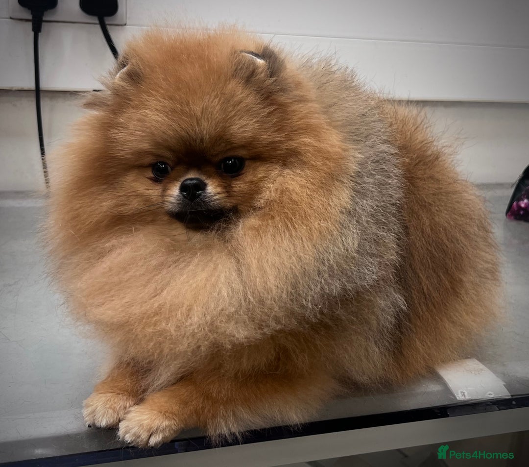 Pomeranian dogs for sale: Beautiful Pomeranian male for forever home  - Image 7