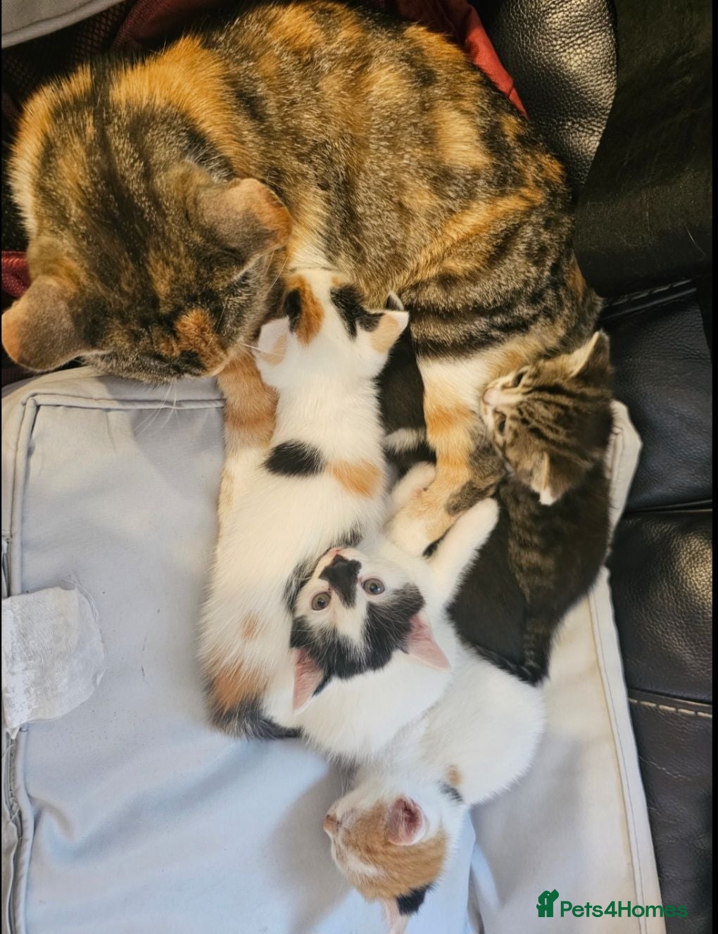 Mixed Breed cats 2 male kittens - Advert 5