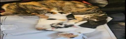 Mixed Breed cats for sale: 2 male kittens - Advert 1