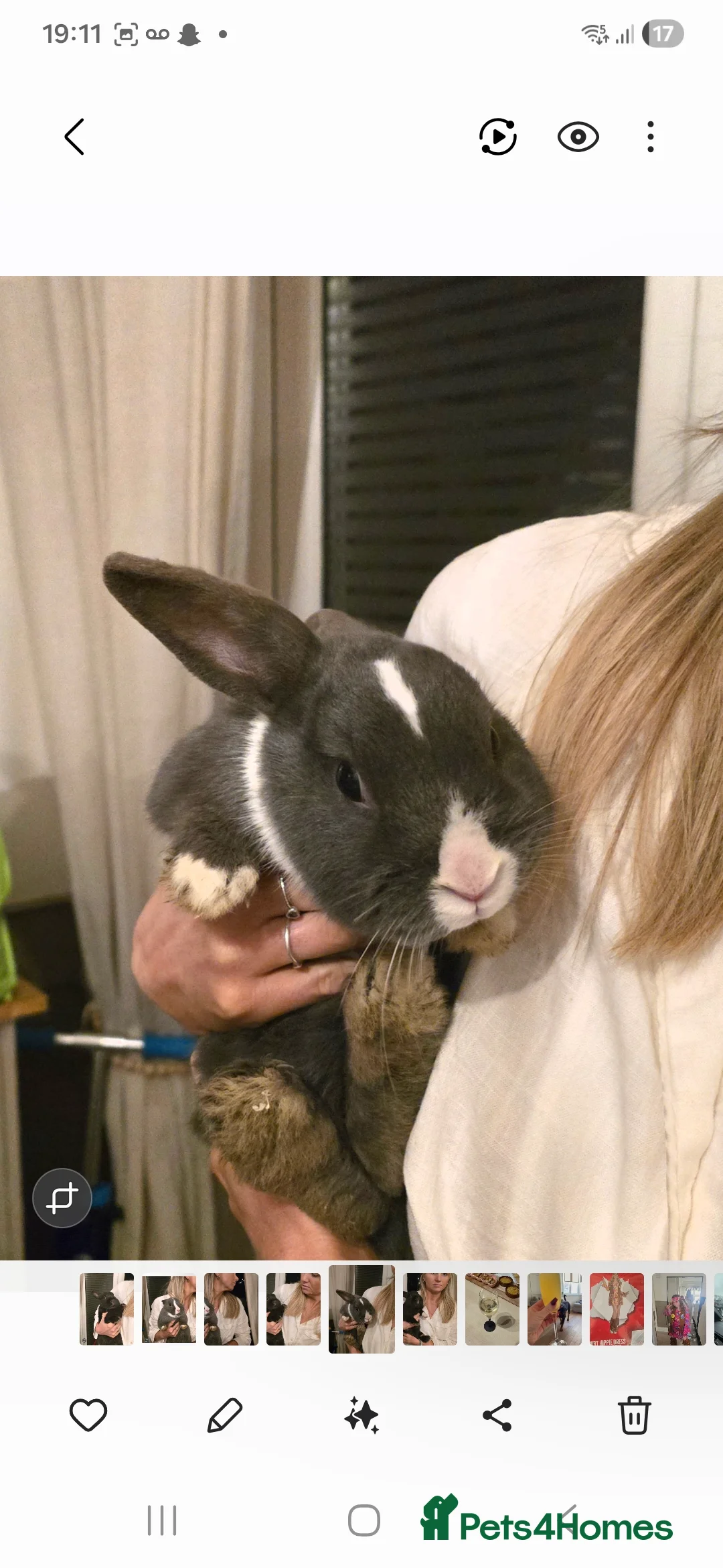 Mixed Breed rabbits for sale: Netherland/lopped rabbits  in Borehamwood - Advert 2