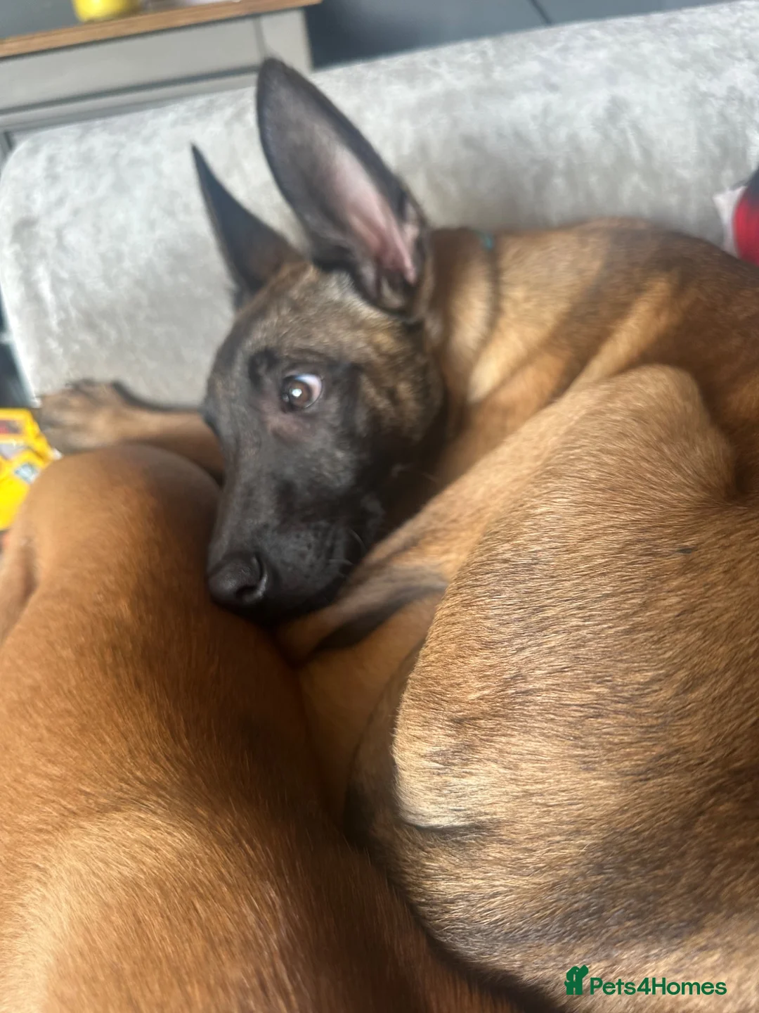 Belgian Shepherd Dog dogs for sale: Gorgeous puppies for sale - Advert 2
