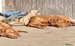 Labrador Retriever dogs for sale: Percy  - Image 3