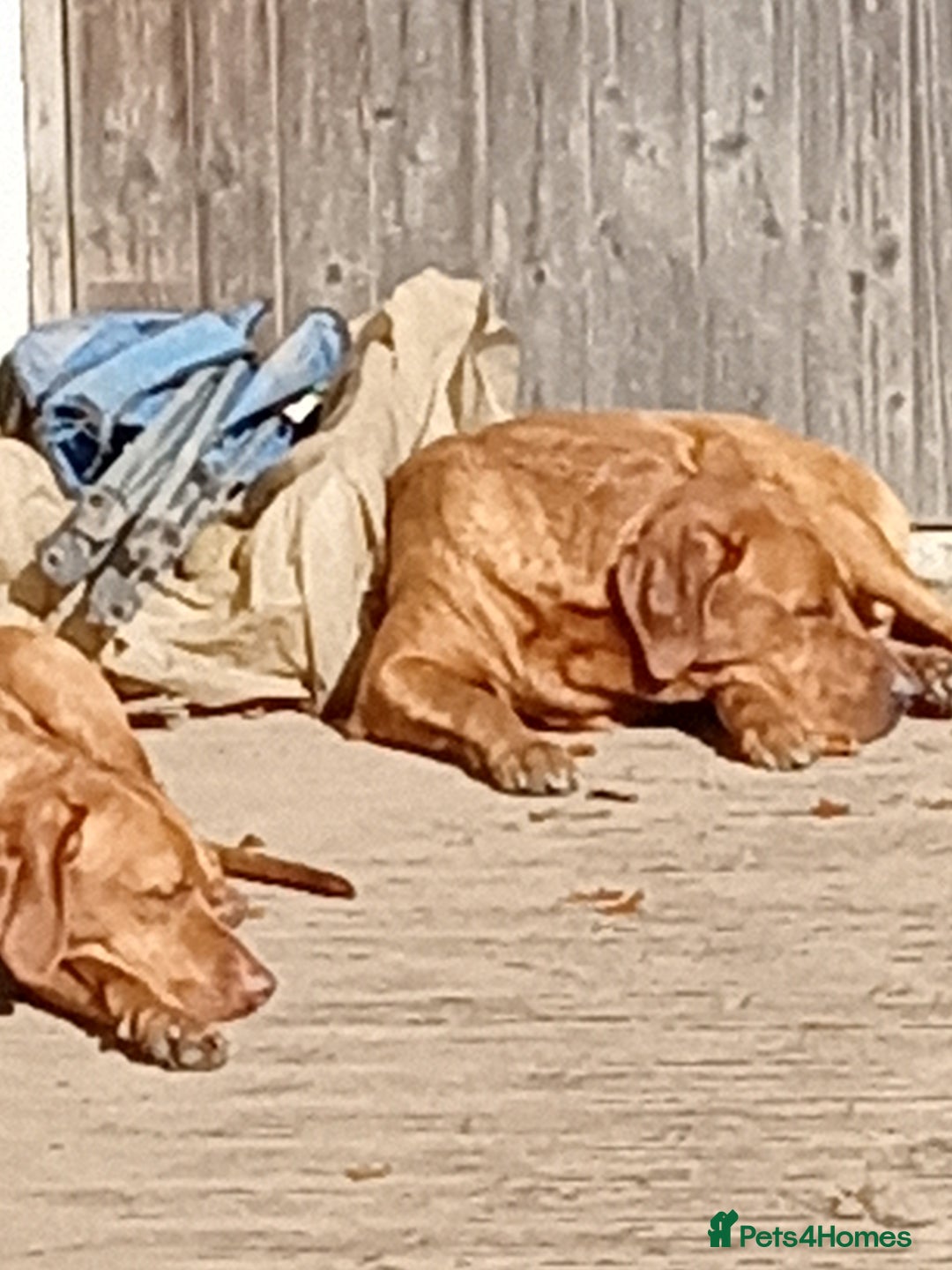 Labrador Retriever dogs for sale: Percy  - Image 3