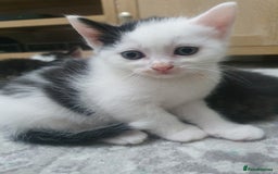 Mixed Breed cats for sale: Maincoon/ragdoll&Siberian kittens [price varies] - Image 15