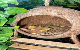 Gecko reptiles for sale: Tuko the crested gecko - Image 8