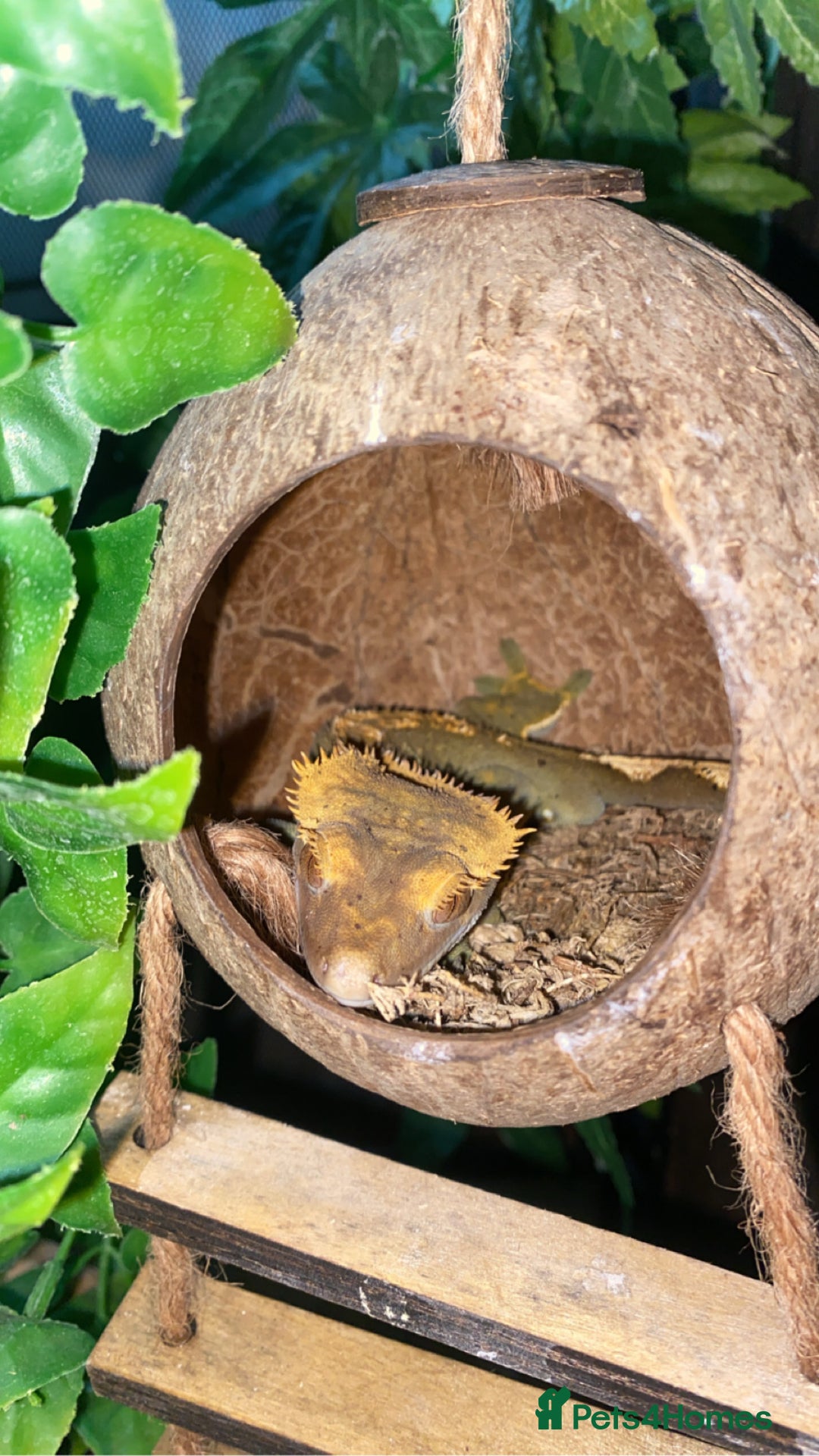 Gecko reptiles for sale: Tuko the crested gecko - Image 8