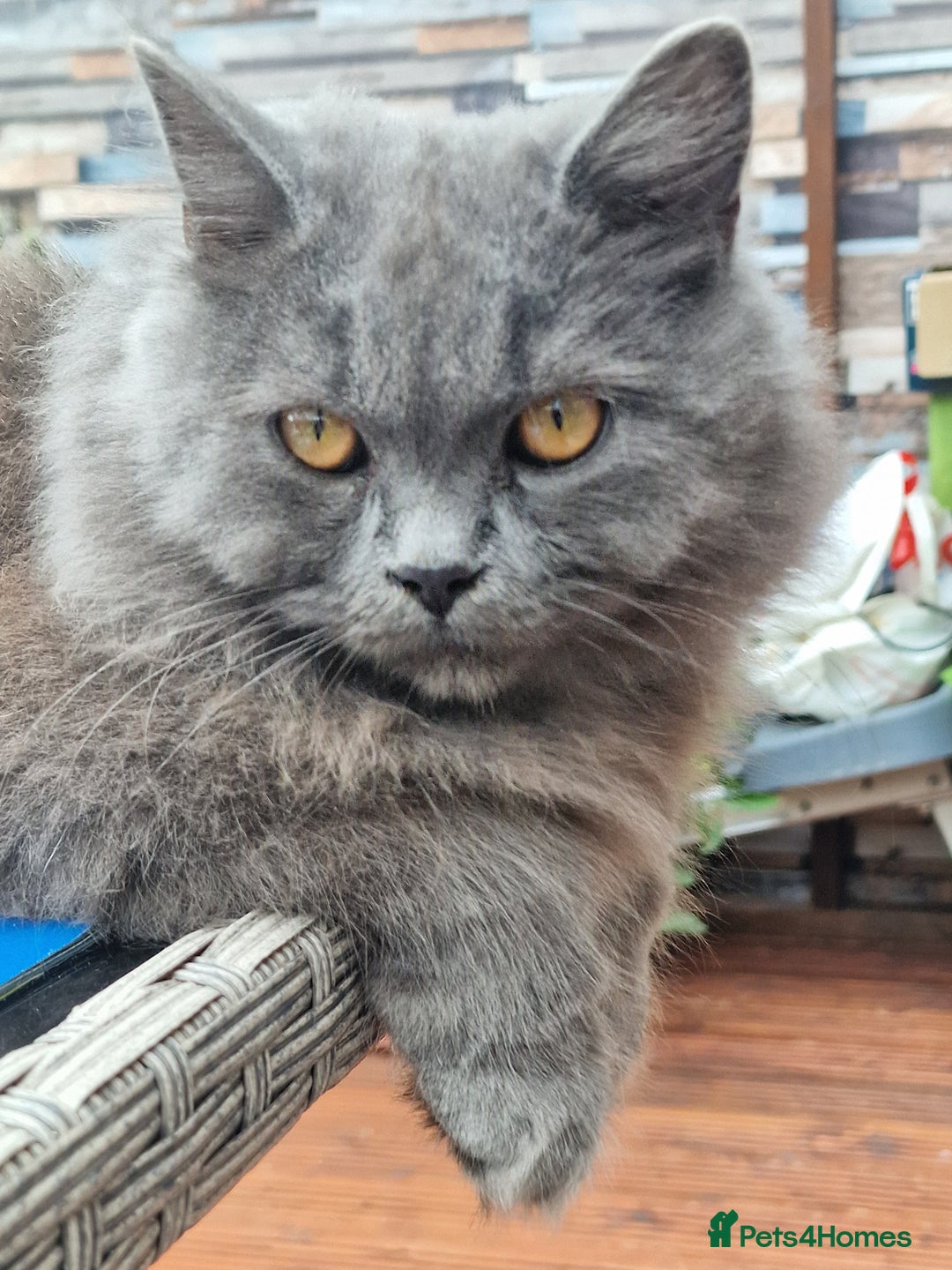 British Longhair cats for sale: Blue & Lilac Gorgeous British longhair kittens - Image 33