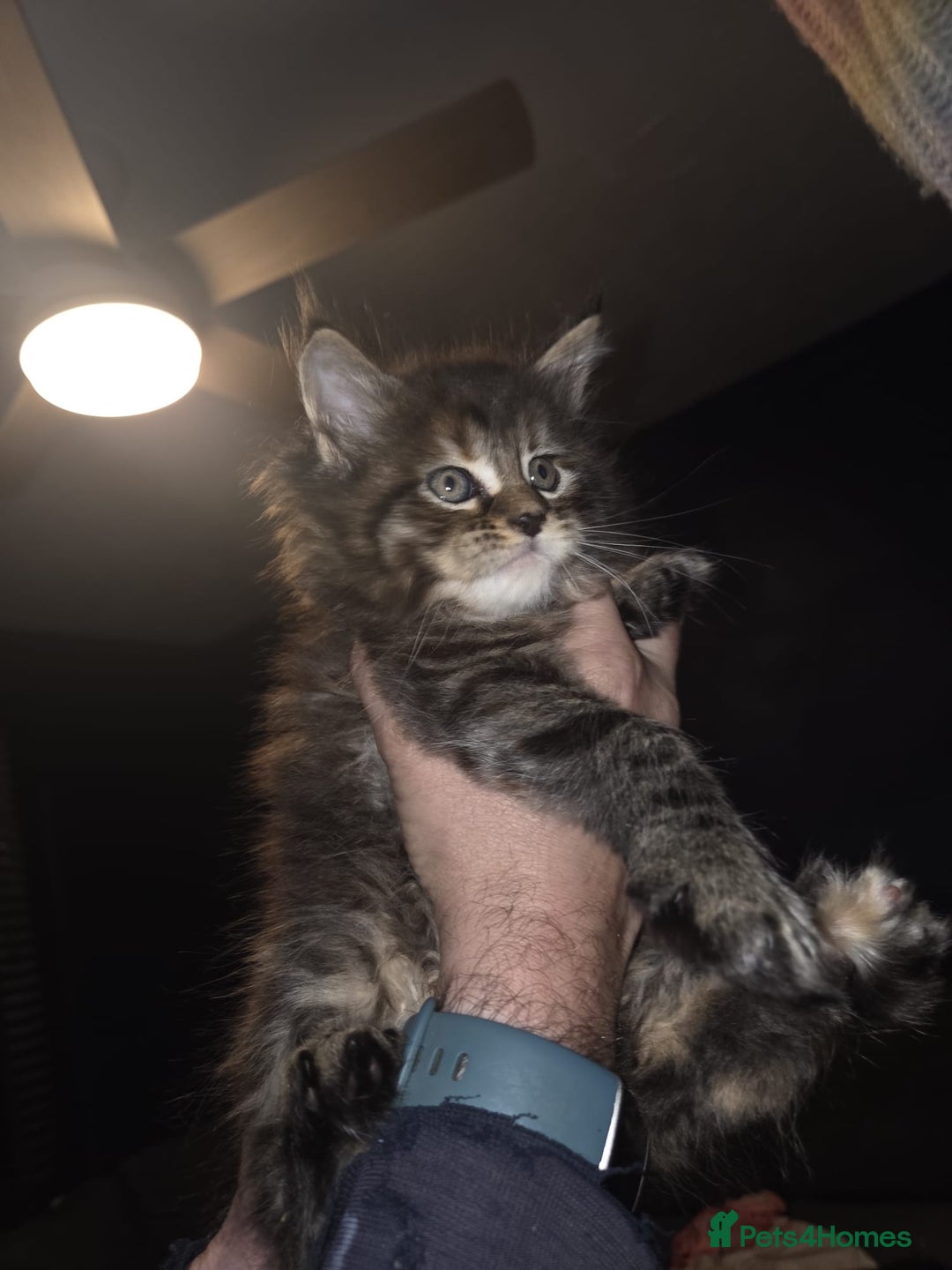 Maine Coon cats for sale: Russian /xxl maine coon - Advert 7
