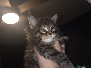 Maine Coon cats Russian /xxl maine coon - Advert 10