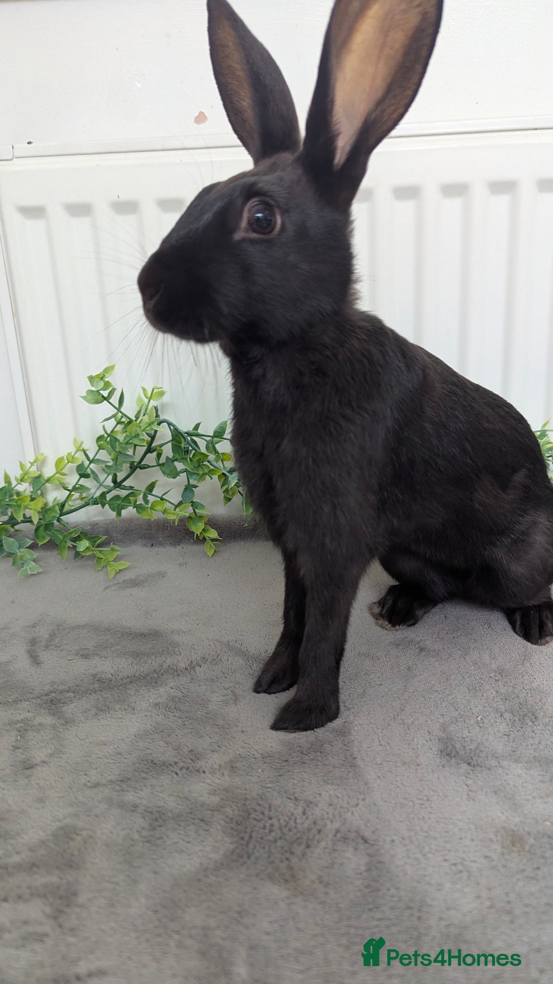 English Spot rabbits for sale: Old English spots ready to go to their new homes  - Image 10