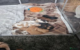 Cockapoo dogs for sale: F2 cockerpoo puppies  - Image 14