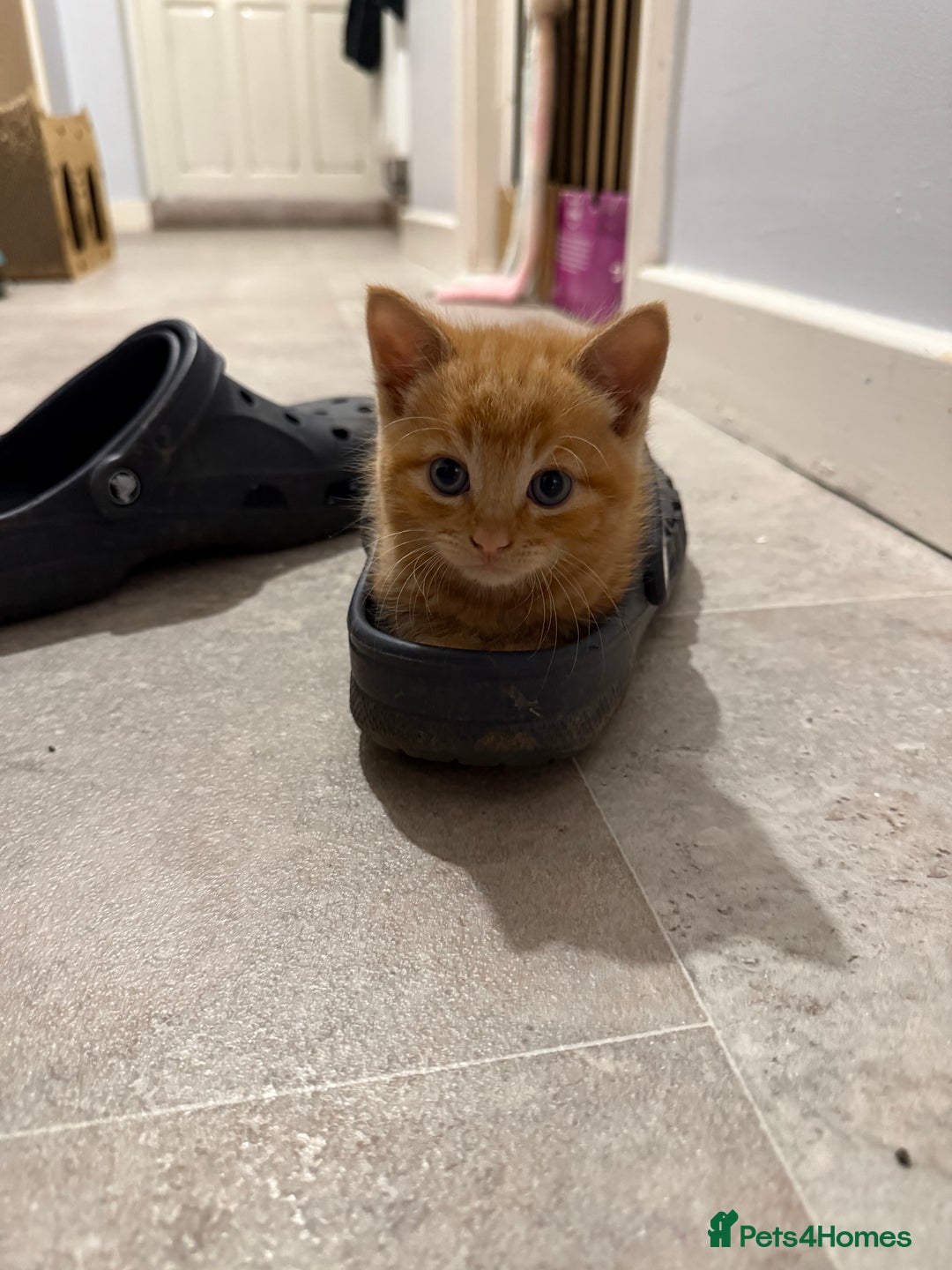 British Shorthair cats for sale: Gorgeous kittens  - Advert 4