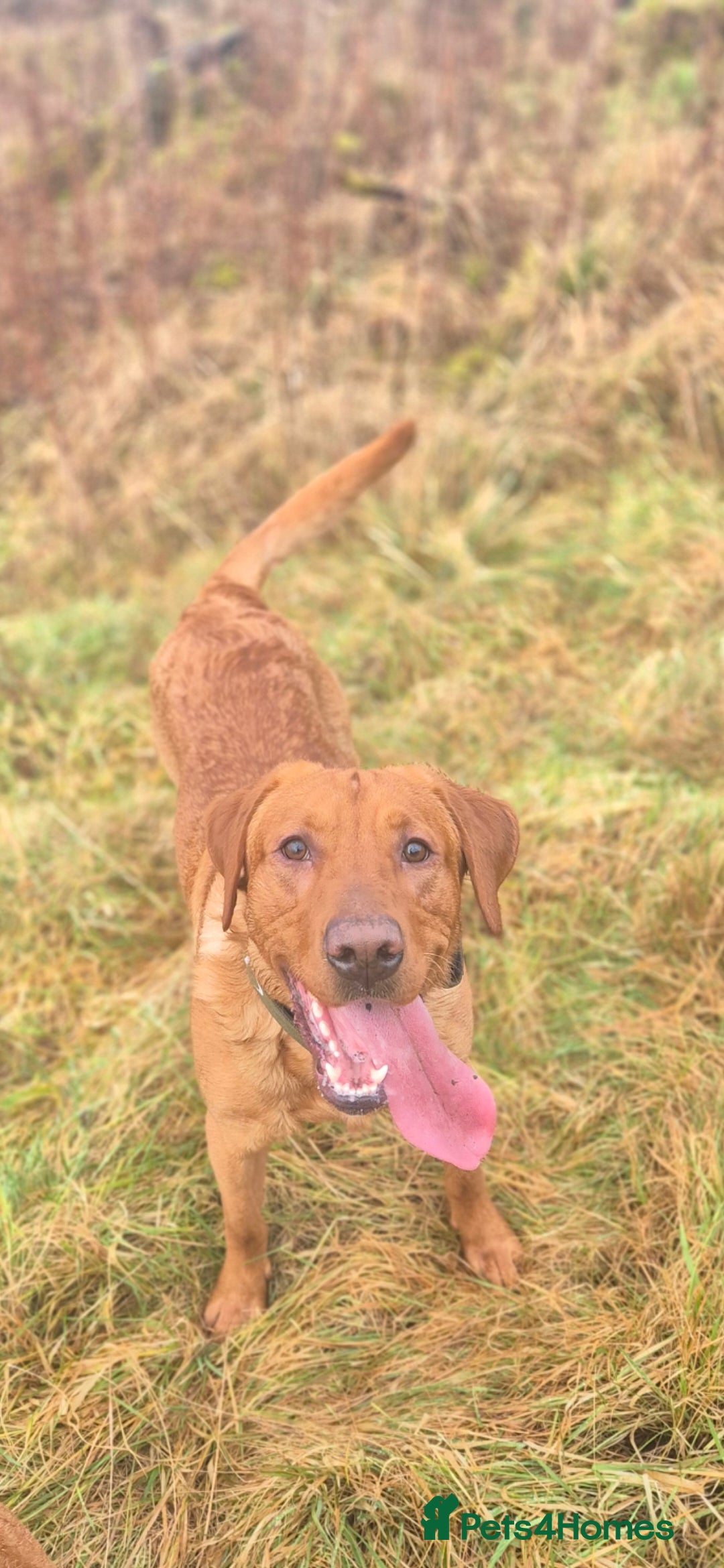 Labrador Retriever dogs Fully Health Tested Red Fox Lab Stud - Advert 2