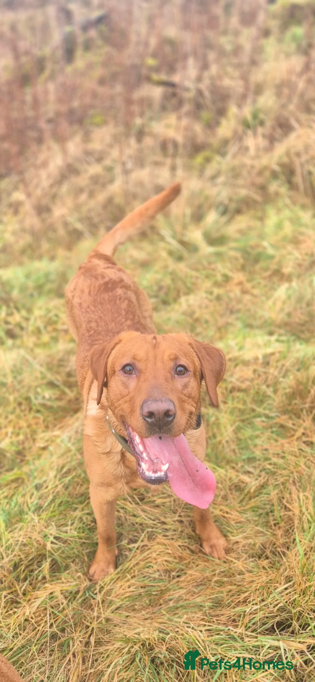 Labrador Retriever dogs for stud: Fully Health Tested Red Fox Lab Stud - Advert 2