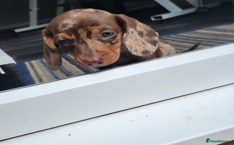 Dachshund dogs - Advert 10